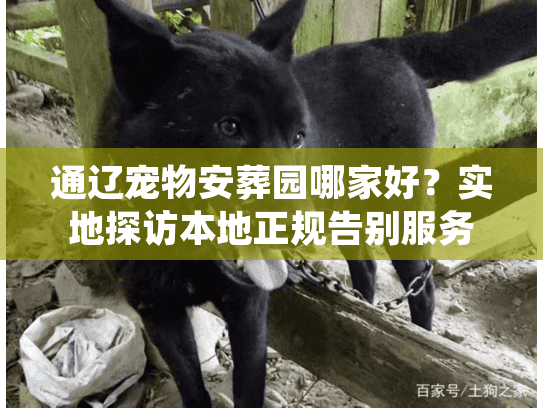 通辽宠物安葬园哪家好？实地探访本地正规告别服务