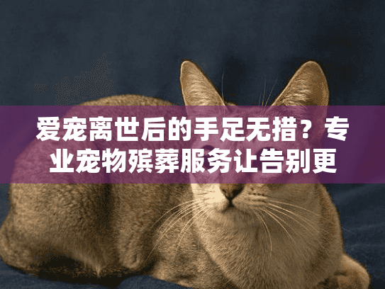 爱宠离世后的手足无措？专业宠物殡葬服务让告别更有尊严