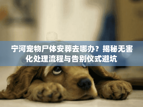 宁河宠物尸体安葬去哪办？揭秘无害化处理流程与告别仪式避坑