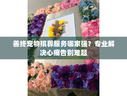 善终宠物殡葬服务哪家强？专业解决心痛告别难题