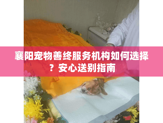 襄阳宠物善终服务机构如何选择？安心送别指南
