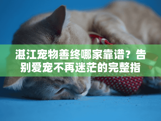 湛江宠物善终哪家靠谱？告别爱宠不再迷茫的完整指南