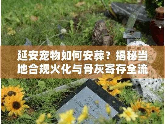 延安宠物如何安葬?揭秘当地合规火化与骨灰寄存全流程 延安宠物如何安葬?揭秘当地合规火化与骨灰寄存全流程