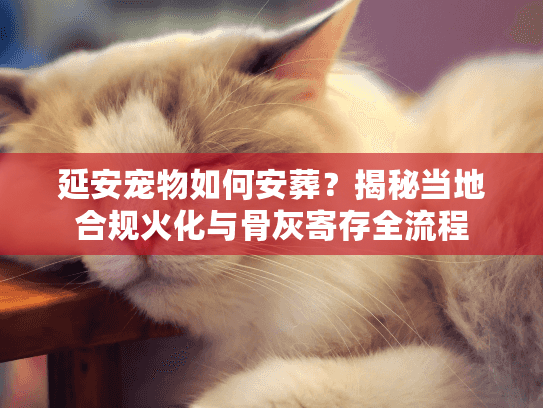 延安宠物如何安葬?揭秘当地合规火化与骨灰寄存全流程 延安宠物如何安葬?揭秘当地合规火化与骨灰寄存全流程
