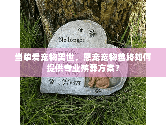 当挚爱宠物离世，恩宠宠物善终如何提供专业殡葬方案？
