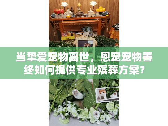 当挚爱宠物离世，恩宠宠物善终如何提供专业殡葬方案？