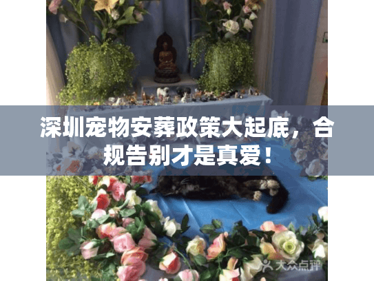 深圳宠物安葬政策大起底，合规告别才是真爱！
