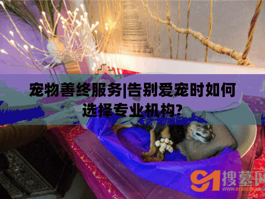 宠物善终服务|告别爱宠时如何选择专业机构?