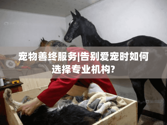 宠物善终服务|告别爱宠时如何选择专业机构?