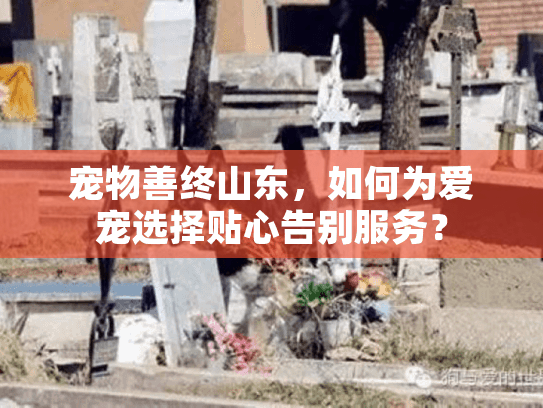 宠物善终山东，如何为爱宠选择贴心告别服务？