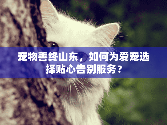 宠物善终山东，如何为爱宠选择贴心告别服务？