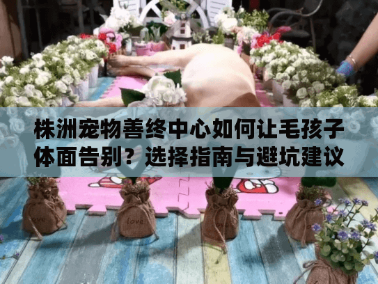 株洲宠物善终中心如何让毛孩子体面告别？选择指南与避坑建议