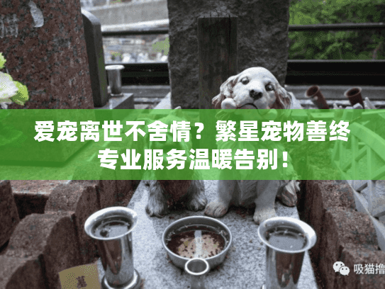 爱宠离世不舍情？繁星宠物善终专业服务温暖告别！