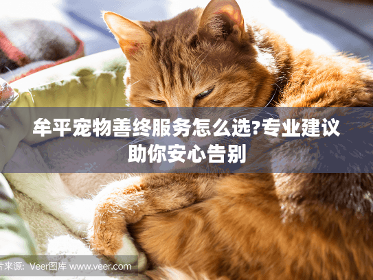 牟平宠物善终服务怎么选?专业建议助你安心告别