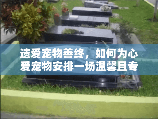 遗爱宠物善终，如何为心爱宠物安排一场温馨且专业的告别仪式？