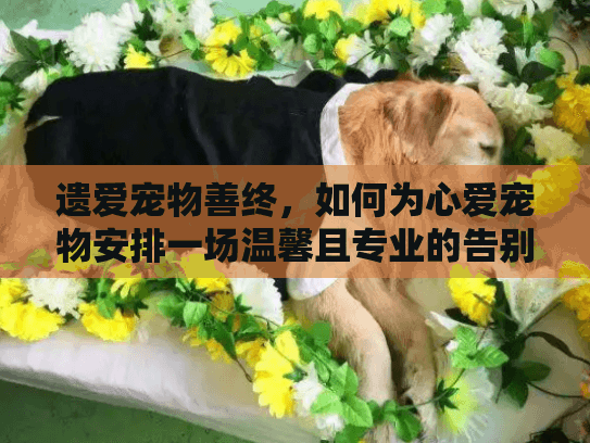 遗爱宠物善终，如何为心爱宠物安排一场温馨且专业的告别仪式？