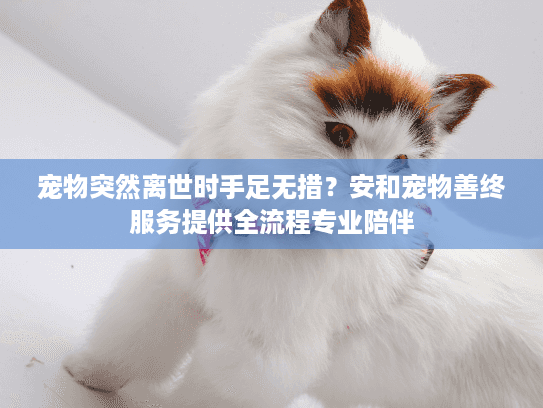 宠物突然离世时手足无措？安和宠物善终服务提供全流程专业陪伴