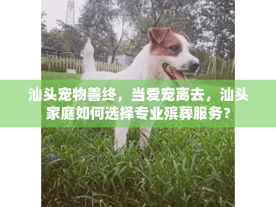 汕头宠物善终，当爱宠离去，汕头家庭如何选择专业殡葬服务？