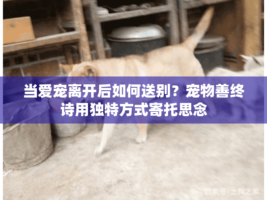 当爱宠离开后如何送别？宠物善终诗用独特方式寄托思念