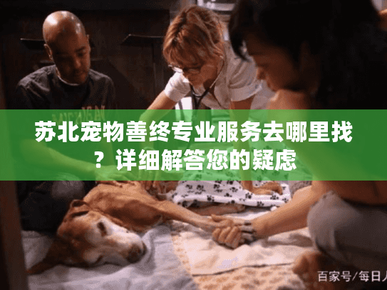 苏北宠物善终专业服务去哪里找？详细解答您的疑虑