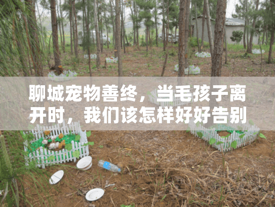 聊城宠物善终，当毛孩子离开时，我们该怎样好好告别？