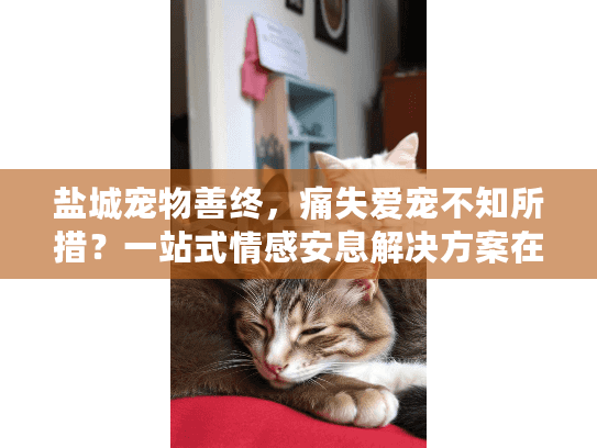 盐城宠物善终，痛失爱宠不知所措？一站式情感安息解决方案在此！