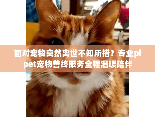 面对宠物突然离世不知所措？专业pipet宠物善终服务全程温暖陪伴