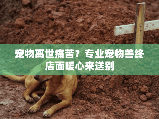 宠物离世痛苦？专业宠物善终店面暖心来送别