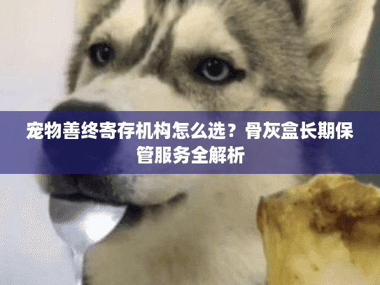 宠物善终寄存机构怎么选？骨灰盒长期保管服务全解析