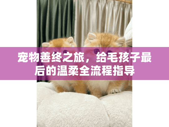 宠物善终之旅，给毛孩子最后的温柔全流程指导