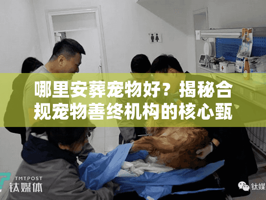 揭秘合规宠物善终机构的核心甄选标准图片