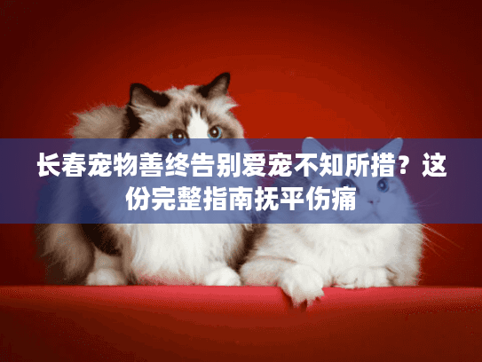 长春宠物善终告别爱宠不知所措？这份完整指南抚平伤痛