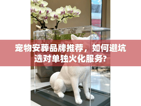 宠物安葬品牌推荐，如何避坑选对单独火化服务?