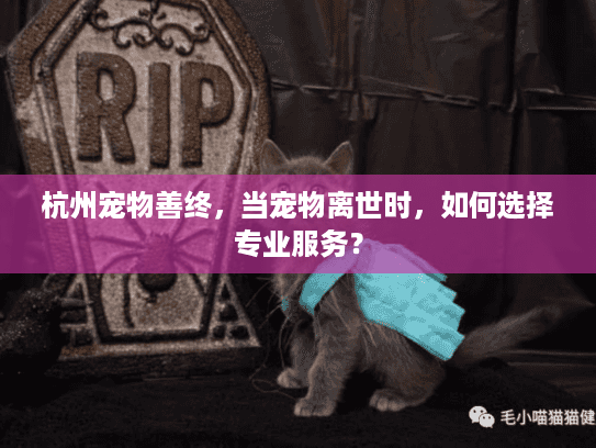 杭州宠物善终，当宠物离世时，如何选择专业服务？