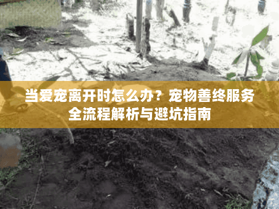 当爱宠离开时怎么办？宠物善终服务全流程解析与避坑指南
