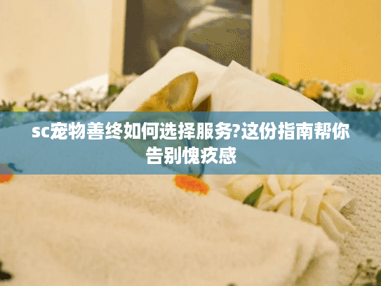 sc宠物善终如何选择服务?这份指南帮你告别愧疚感