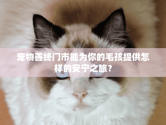 宠物善终门市能为你的毛孩提供怎样的安宁之旅？