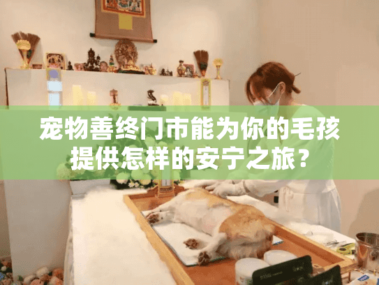宠物善终门市能为你的毛孩提供怎样的安宁之旅？