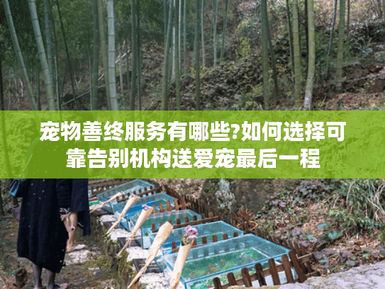 宠物善终服务有哪些?如何选择可靠告别机构送爱宠最后一程