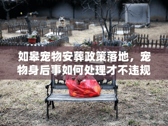 宠物身后事如何处理才不违规图片