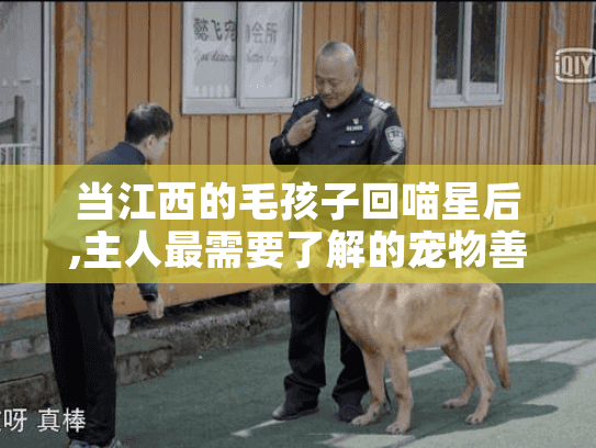 当江西的毛孩子回喵星后,主人最需要了解的宠物善终服务全解析