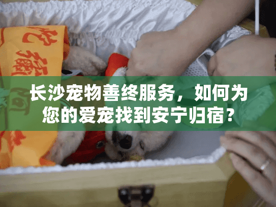 长沙宠物善终服务，如何为您的爱宠找到安宁归宿？