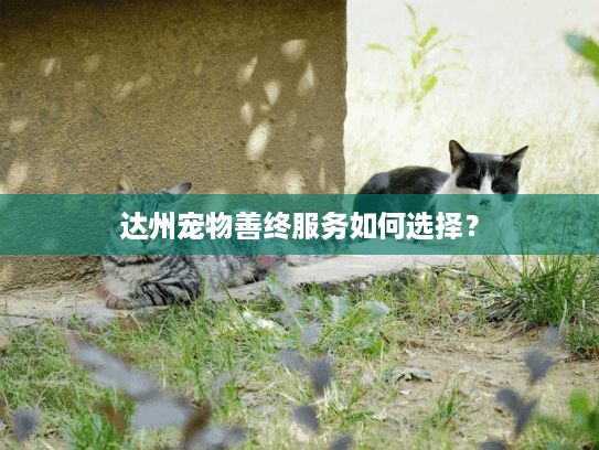 达州宠物善终服务如何选择？