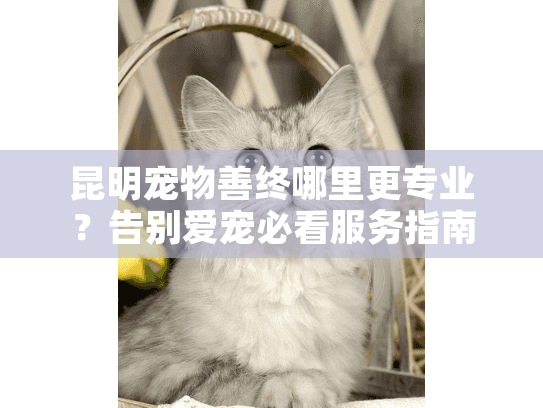 昆明宠物善终哪里更专业？告别爱宠必看服务指南