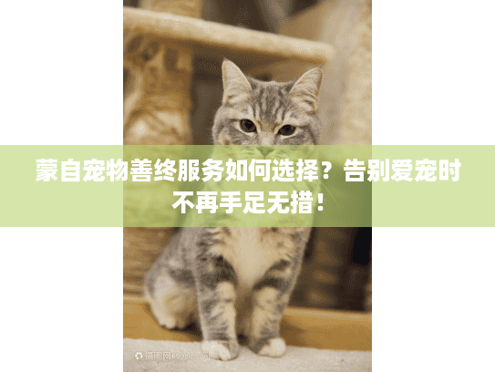 蒙自宠物善终服务如何选择？告别爱宠时不再手足无措！