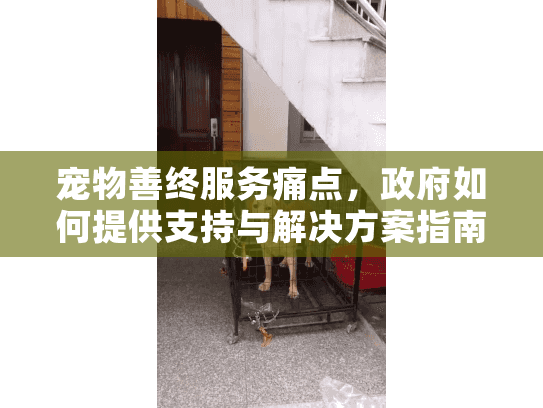 宠物善终服务痛点，政府如何提供支持与解决方案指南？