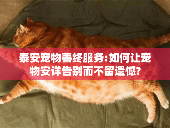 泰安宠物善终服务:如何让宠物安详告别而不留遗憾?
