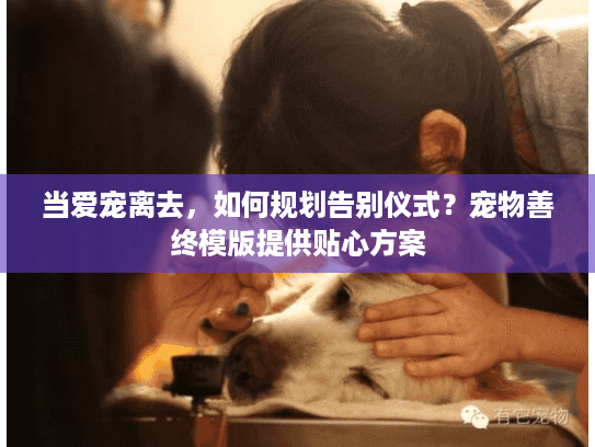 当爱宠离去，如何规划告别仪式？宠物善终模版提供贴心方案