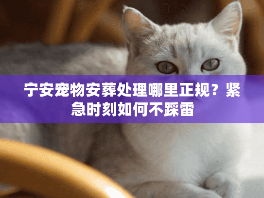 宁安宠物安葬处理哪里正规图片