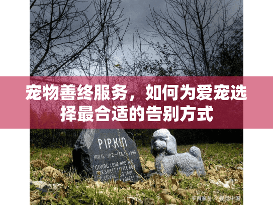 宠物善终服务，如何为爱宠选择最合适的告别方式